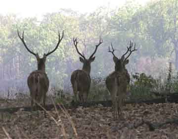 about kanha park