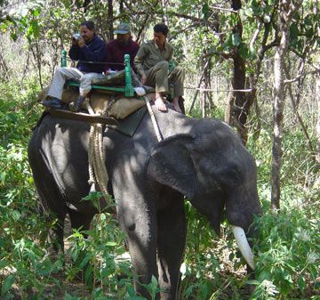 Elephant Ride